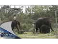Download Lagu Indonesia Bagus - Gajah Sumatera