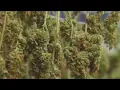 Cannabis delivery service comes to Monroe County