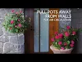 How to Plant Knock Out Roses in a Container