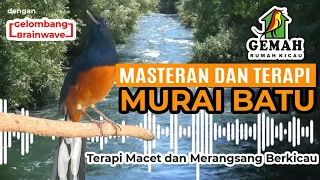 masteran murai batu dan audio terapi dengan gelombang brainwave 