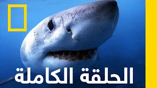 هجوم القرش نف ذ أو إ نفذ ناشونال جيوغرافيك أبوظبي 
