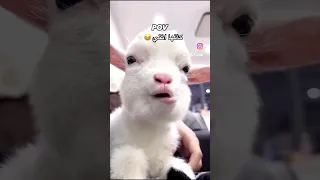 ظلموكي لما قالوا ان انت للقمر شبيه 