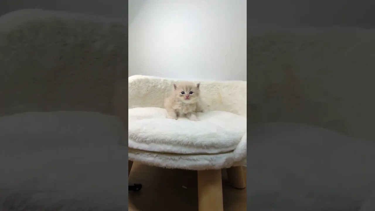 動画