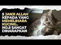 Download Lagu 5 Janji Allah Bagi Yang Suka Memelihara Kucing | No. 5 Paling Diharapkan