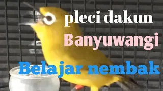 Download Pleci dakun Banyuwangi belajar nembak MP3