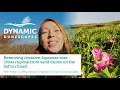 Download Lagu Japanese Rose (Rosa Rugosa) Removal From Sand Dunes on the Sefton Coast