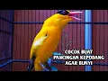 Download Lagu Burung kepodang emas gacor | Suara kepodang gacor ini bisa di jadikan pancingan kepodang malas bunyi