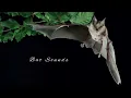 Bat Birds Sounds The weird sounds of Hammer headed fruit bats