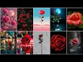 Rose images and Flower wallpaper photos for whatsapp dp pic flower photo Rose wallpaper photo