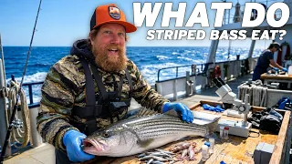 Striper Fishing For Science In Maine -Chasing the Striper ep 8
