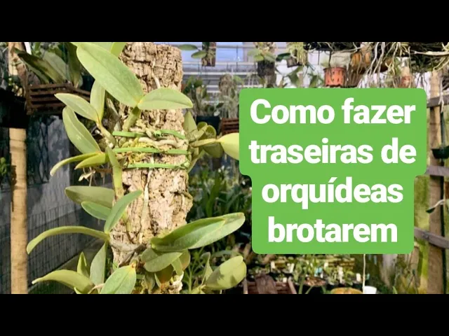 COMO PLANTAR ORQUÍDEAS 23