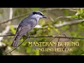 Download Lagu MASTERAN BURUNG JINGJING PETULAK