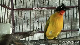 kicauan merdu khas kutilang emas betina