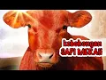 Download Lagu GJ 106 | SAPI MERAH TANDA KIAMAT BAGI YAHUDI? HOAX KOK DITERIMA?