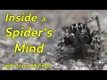 Spider Cognition How Tiny Brains Do Mighty Things