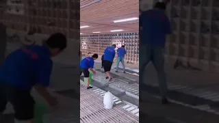 عشنا العمر نربي حمام بس نسينا نعمل غية الحمام الزاجل 