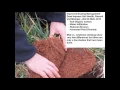 Mob Grazing An Animal Perspective