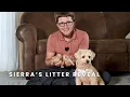 Sierra s Mini Poodle Puppies Litter Reveal