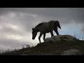 All The Wild Horses