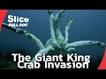Giant King Crabs Threaten Europe s Arctic Waters FULL DOCUMENTARY