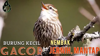 masteran burung kecil nembak suara jernih banget untuk isian burung kicau mahal