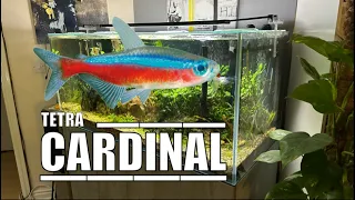 The Complete Cardinal Tetra Care Guide Species Profile