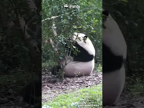 Hua Hua Turns Into Panda Roly-Poly 🐼😂 | iPanda #shorts