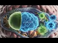 Autophagy Nature s built-in cellular cleanup crew removing the old to protect the new