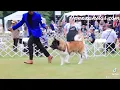 apexx akitas Champion Asa at Westminister