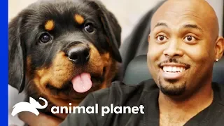 Dr Ross Just Has To Take Home An Adorable Rottweiler Pup The Vet Life