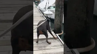 #Fyp #dream #wildlife #pets #doberman