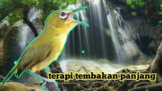 pleci bukpar ngotot sambil bawa materi nembak panjang