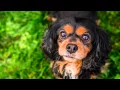 Cavalier Rescue Ragamuffin Pet Photography
