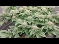 ILGM White Widow flowering 41 days