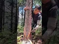 Download Lagu The traditional method of tapping pine trees
