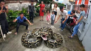 Brave Hunter Catch Giant Pythons To Rescue Young Girl