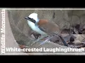 Download Lagu Early Morning Calls of the White-crested Laughingthrush