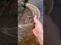 Download Lagu Biggest Gold finding under the stone ever...