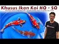 Download Lagu Para Sultan Merapat❗Saatnya Kolam Koi-mu Di Isi Dengan Ikan Berkelas | Samudra Koi Farm Blitar