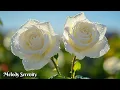 Lagu Прекрасная музыка для души🌺Эту музыку можно слушать вечно🌺Осенние листья 2025🌿Сергей Грищук