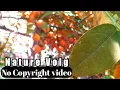 Download Lagu Beautiful lemon tree video scan | no copyright baground video | no copyright video | no copyright