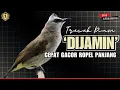 Download Lagu MASTERAN TRUCUKAN GACOR‼️PANCINGAN AMPUH TRUCUK GACOR ROPEL PANJANG [ TERAPI PAGI - SIANG - MALAM ]