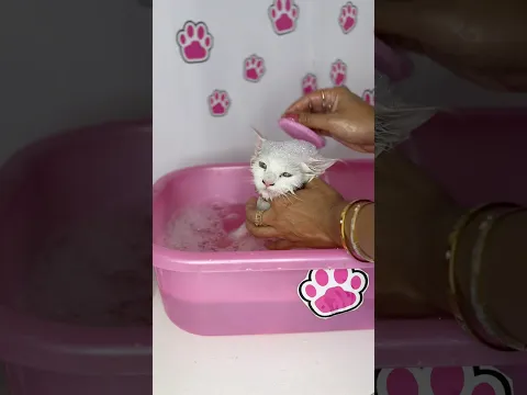 cat taking bath #youtubeshorts