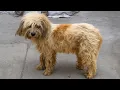 Download Lagu Zwangere zwerfhond gered van de markt en bevalt van 6 puppy's