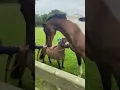 Download Lagu When your tiny pony \u0026 horse are reunited after a week apart 🥺 Too Cute!!🤍