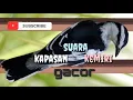 Download Lagu suara pikat/masteran burung kapasan kemiri!! Ampuh