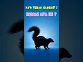 Download Lagu Tebak Gambar Hewan | Mengenal hewan sigung   #sigung #mengenalhewan #videoedukasianakanak