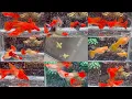 Download Lagu THANH LÝ 15 COMBO KOI RED VÀ CẬP NHẬT 10 COMBO CÁ BẢY MÀU TUYỂN 