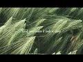 Camylio - Amnesia (Letra/Lyrics) | Official Music Video