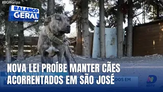 Nova lei em São José impede manter cães presos e reforça bem-estar animal